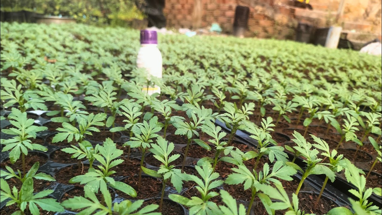 xịt thuốc sâu cho cây vạn thọ con, giải phân cho xanh lá, mập cây #vantho #flowers #garden #nhavuon