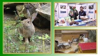 10 Regeln der KaninchenHaltung | TierheimTV informiert