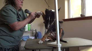 English Bull Terrier in the grooming room