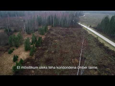 Video: Puu Hooldus Oktoobris