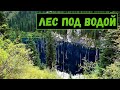 Лес под водой. Озеро Каинды.