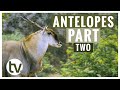 Antilope et leurs habitats partie 2 lans cobes deau oryx et gnous noirs