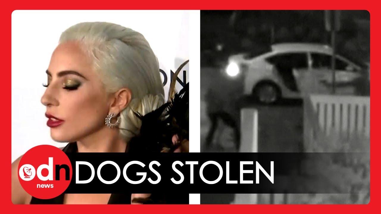 GRAPHIC Footage Shows Moment Lady Gaga's Dog Walker is Shot YouTube