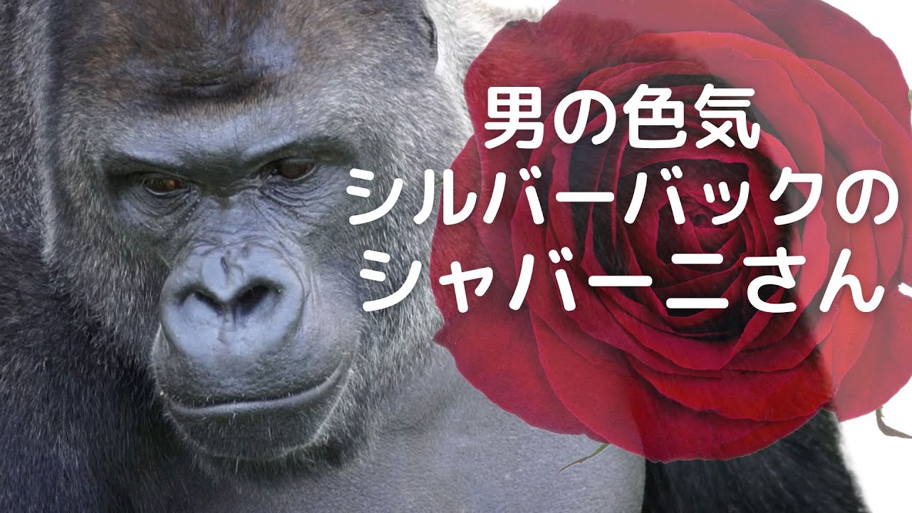 イケメンゴリラの色気とオーラがスゴすぎて震えてしまう ニシゴリラの