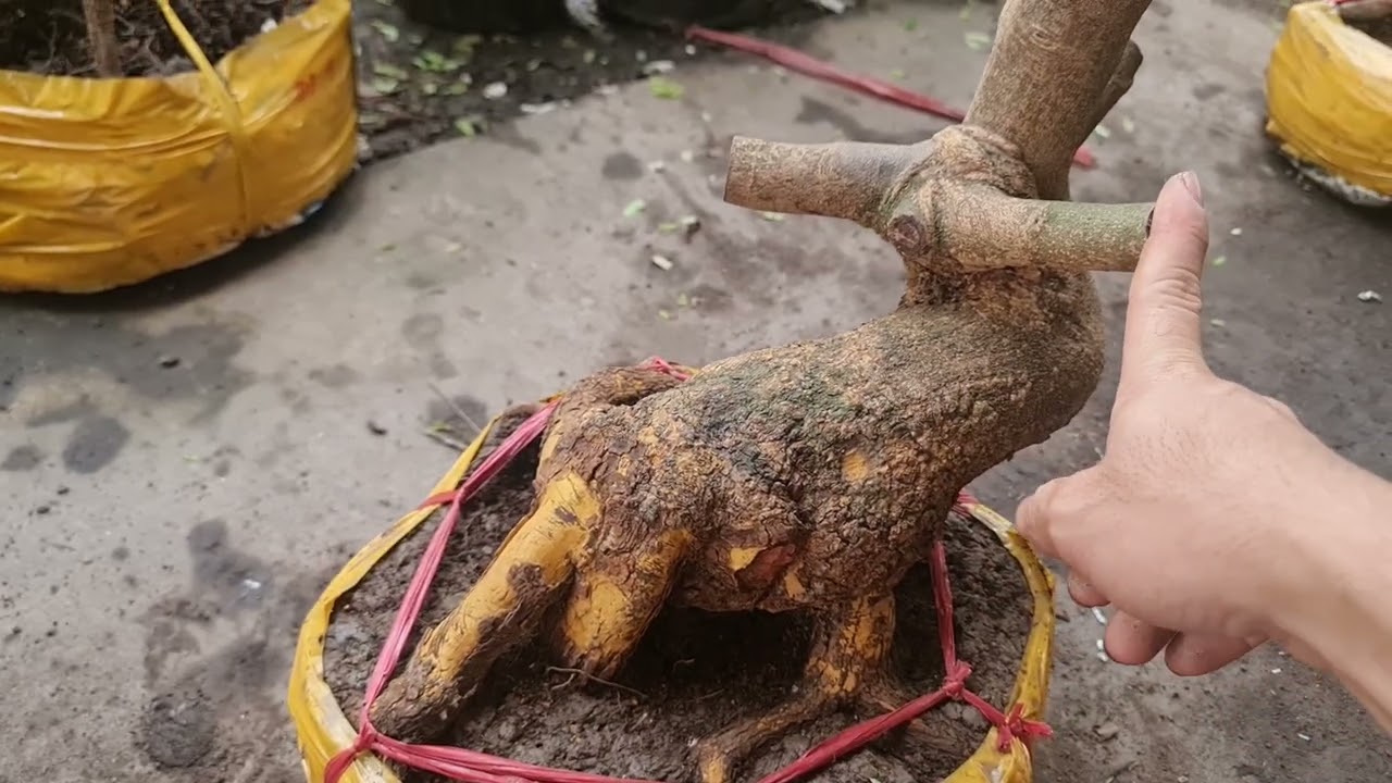 Sai lầm ban đầu khi Trồng phôi mai vàng cho người mới chơi