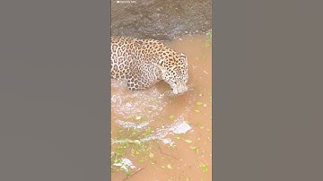 Leopard Survives a 50-Foot Fall Into A Well  | The Dodo