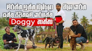 'Doggy Thaththa' who tames dogs about to be killed  මරන්න ඉන්න බල්ලො හීලෑ කරන Doggy තාත්තා