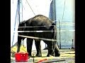 Ringling Bros. Circus is NO FUN FOR ELEPHANTS! - End The Elephant Tragedy America!