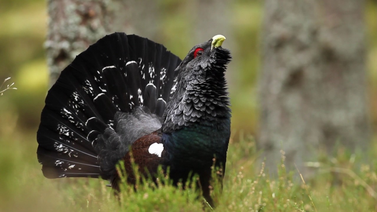 Male capercaillie (Tetrao urogallus) displaying in pine forest, Scotland, Uk