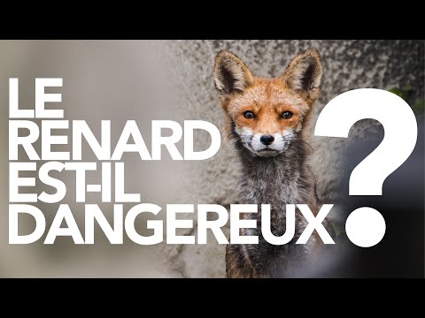 Vidéo: Un renard est-il un consommateur ?