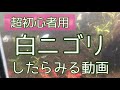 白ニゴリしたらどうする　アクアリウムで初心者が悩む白濁りを解決しよう　水槽セット時、大掃除後によくあるトラブル　めだかも熱帯魚にも共通する問題【楽めだか】