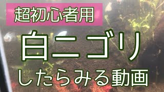 白ニゴリしたらどうする　アクアリウムで初心者が悩む白濁りを解決しよう　水槽セット時、大掃除後によくあるトラブル　めだかも熱帯魚にも共通する問題【楽めだか】