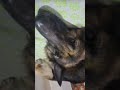 No reaction by Alexa #noreaction #labradourpuppy#germanshepherd#lebra#dogs#noreaction #noticias