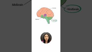 Midbrain & Hindbrain Parts & Functions #neet #class11 #shorts #ytshorts #biology #study #exam