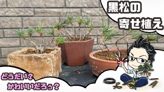 黒松の可愛い寄せ植え。Black pine group planting.