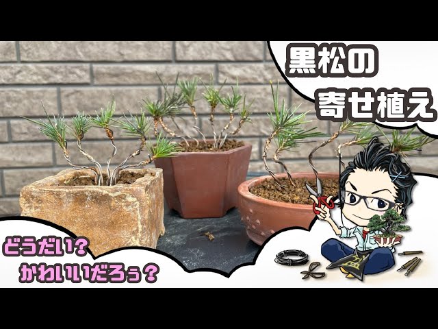 黒松の可愛い寄せ植え。Black pine group planting. - YouTube