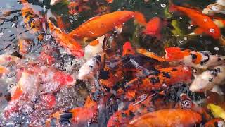THIS IS EXPENSIVE KOI IN Phillipines