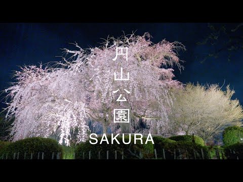 【舞妓円山花見夜桜図】小松華影 711 円山公園垂れ桜　京都　掛け軸　肉筆 舞妓円山花見夜桜図】小松華影 711 円山公園垂れ桜京都掛け軸肉筆