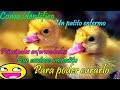 Como identificar si mi pato está enfermo y sus remedios🌽🍠🍎