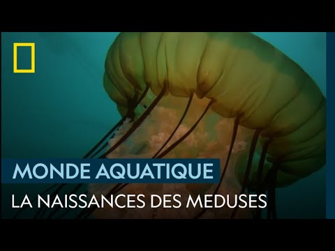 Vidéo: Dans obelia medusa sont formés par ?