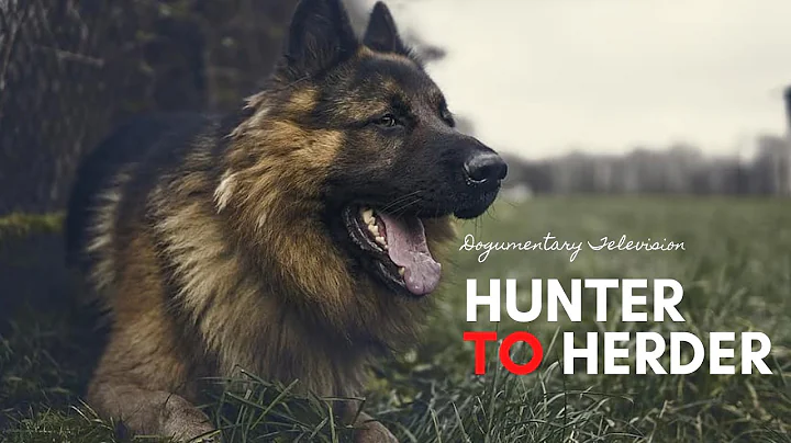 GERMAN SHEPHERD DOG: HUNTER TO HERDER