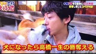 高橋一生 もふもふの秋田犬に舐めまわされ メロメロ 天才 志村どうぶつ園 Yt動画倶楽部 Youtube