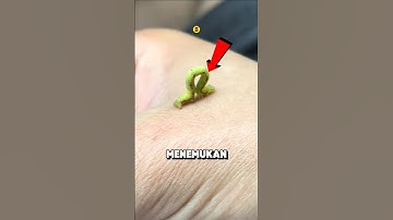 Jika Kamu Melihat Ulat Kecil Ini, SEGERA LARI 😨