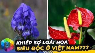 11 Loài Hoa Rất Quen Thuộc Nhưng Lại Ẩn Chứa Sự Nguy Hiểm - Top 1 Khám Phá