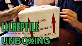 LLL REPTILE UNBOXING 2020