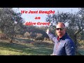 Buying an olive grove in Italy - Life in Italy