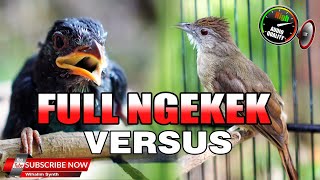 #1 🔴 MASTERAN FULL NGEKEK NGEBREN KAPAS TEMBAK GACOR VS TENGKEK BUTO JEDA NATURAL UNTUK SEMUA BURUNG