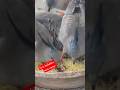 new Bird new breed amazing Bird pigeon#shortvideo #short #birds #pigeon#birdfreaks #birdphotographer