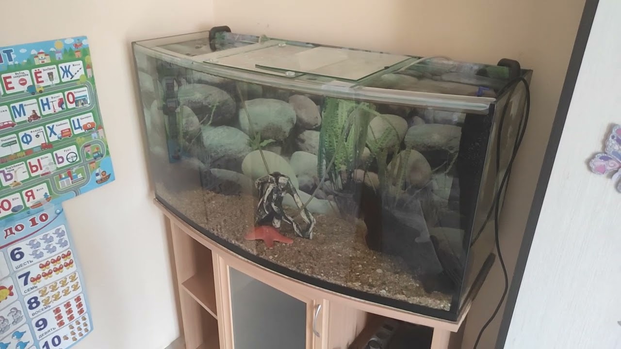 Нужен совет по запуску аквариума, пахнет вода, что делать?