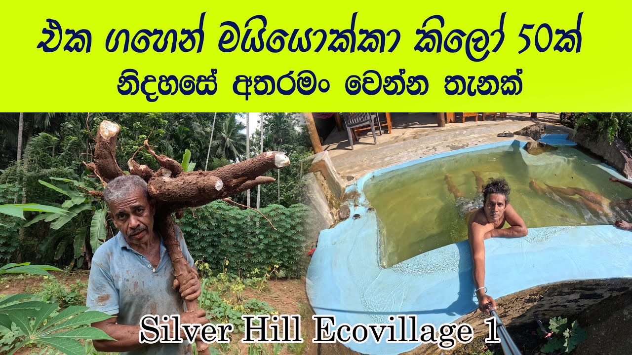 කරෝල සම්බෝල සුදු බත් ‍රසට කෑවා 🧡හැංගුන පාරාදීසයක් 👍 Silver Hill Ecovillage 🧡අපි මයියොක්කා ගැලෙව්වා