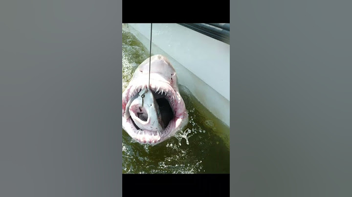 Tubarão é engolido por predador maior veja vídeo 2023?😱🦈#shorts​  #viralshorts​ #tubarão #viral