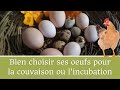 Comment choisir et stocker ses oeufs pour la couvaison ou lincubation