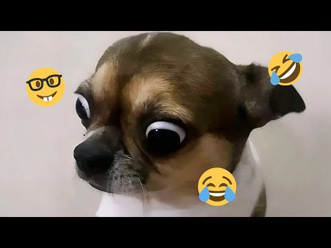 Only 1% Can Survive This Clip 😱 NEW Funny Dogs Video 2025 #12