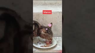 #cat #catsoftiktok #catshorts #catvideo #catlover manoo enjoying food