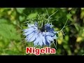 Nigella Damascena (Love in a Mist) & Nigella Sativa (Kalonji) # Flower