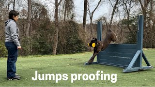 VENDETTA IGP3 CANE CORSO - dumbbell over jump proofing #canecorso #dogtraining #dog by Ivy League Cane Corso Kennel 679 views 5 months ago 55 seconds