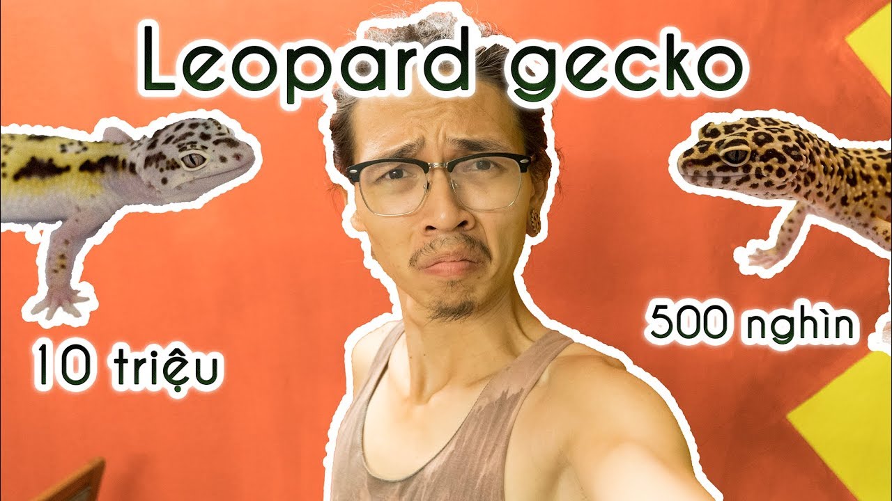 petco hours Thằn lằn da báo trị giá 10 triệu đồng- Leopard gecko 500$ vs leopard gecko 25$ | WILDVN TV