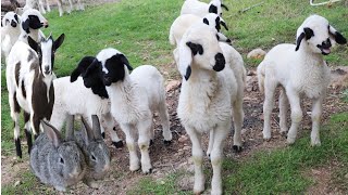 Animals, Rabbits, Etawa goats, Sheep, Cute Ducks, Sound Animals, Cows, Embek