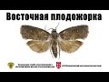 Восточная плодожорка (Grapholitha molesta Busck.)