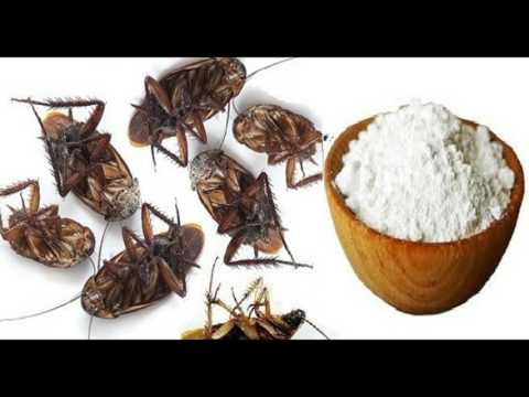 i-put-this-in-the-corners-of-my-house-and-the-next-day-all-the-cockroaches-were-dead-|-roach-killer!
