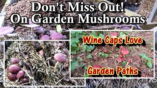 The Easiest Mushroom to Grow in Your Vegetable Garden Paths: 4 Ways to Grow Wine Cap Mushrooms!