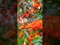 কি ফুল হয় বাৰু ?#viralreels #viralvideo #flowers