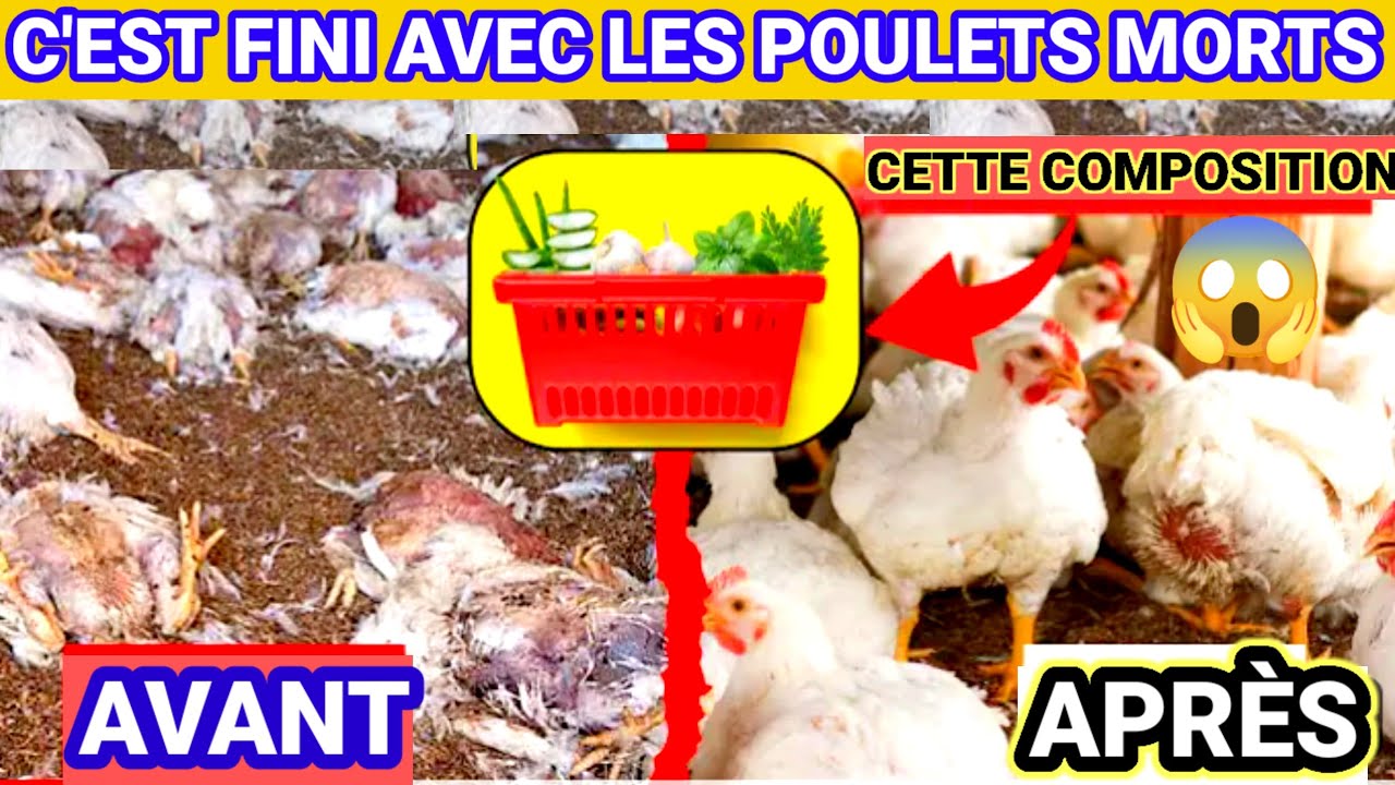 Les 07 meilleures plantes naturelles pour soigner les maladies des volailles