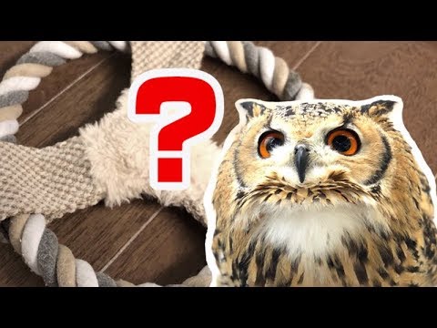 フリスビーの遊び方を知らないフクロウがとった行動