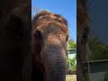 The Smartest Giant in the Animal Kingdom