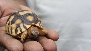 Hope for tortoises